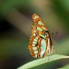 Malachite (Siproeta stelenes) Malachitfalter