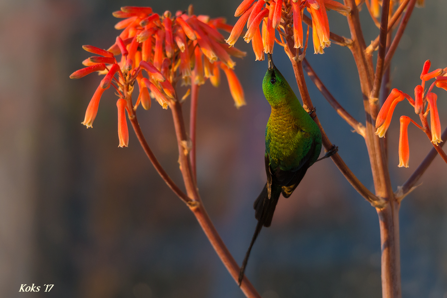 Malachite sunbird