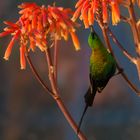 Malachite sunbird