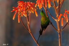 Malachite sunbird