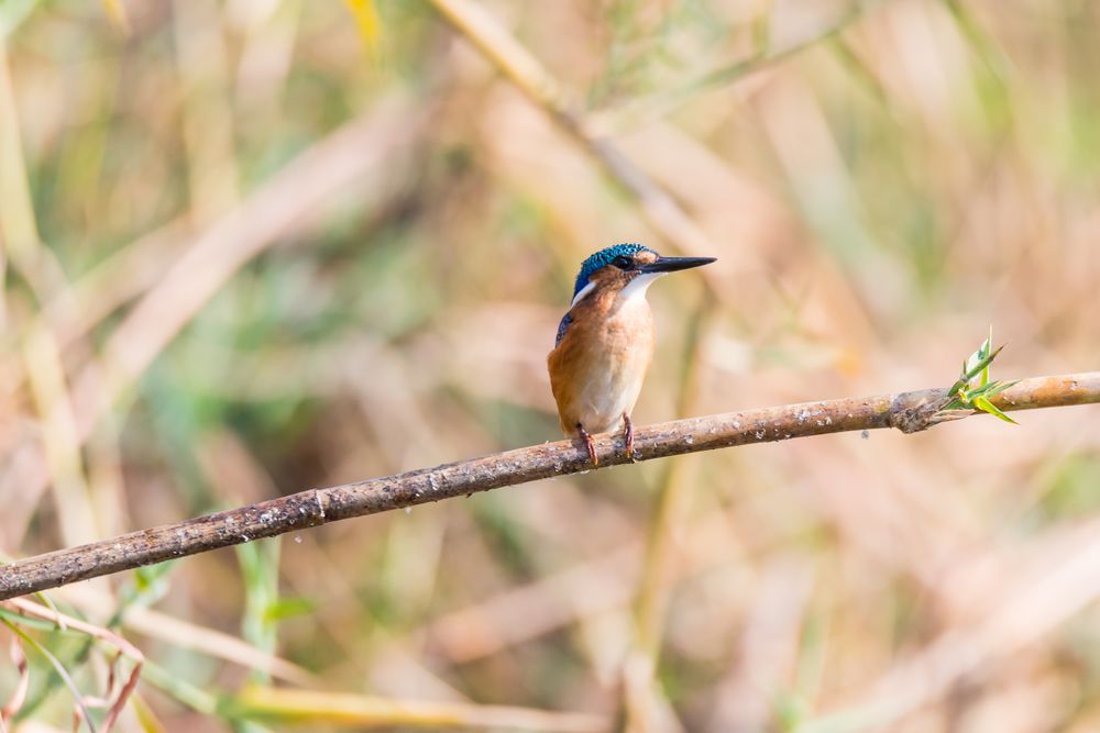 Malachiteisvogel-1