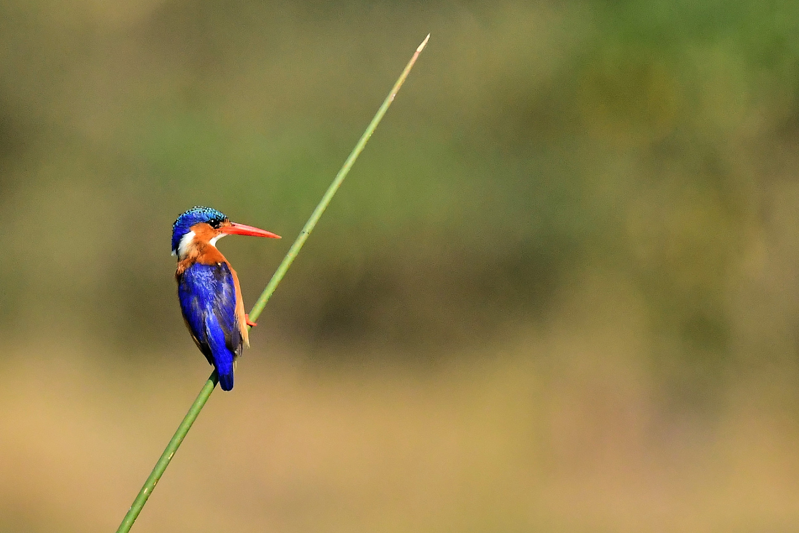 Malachiteisvogel