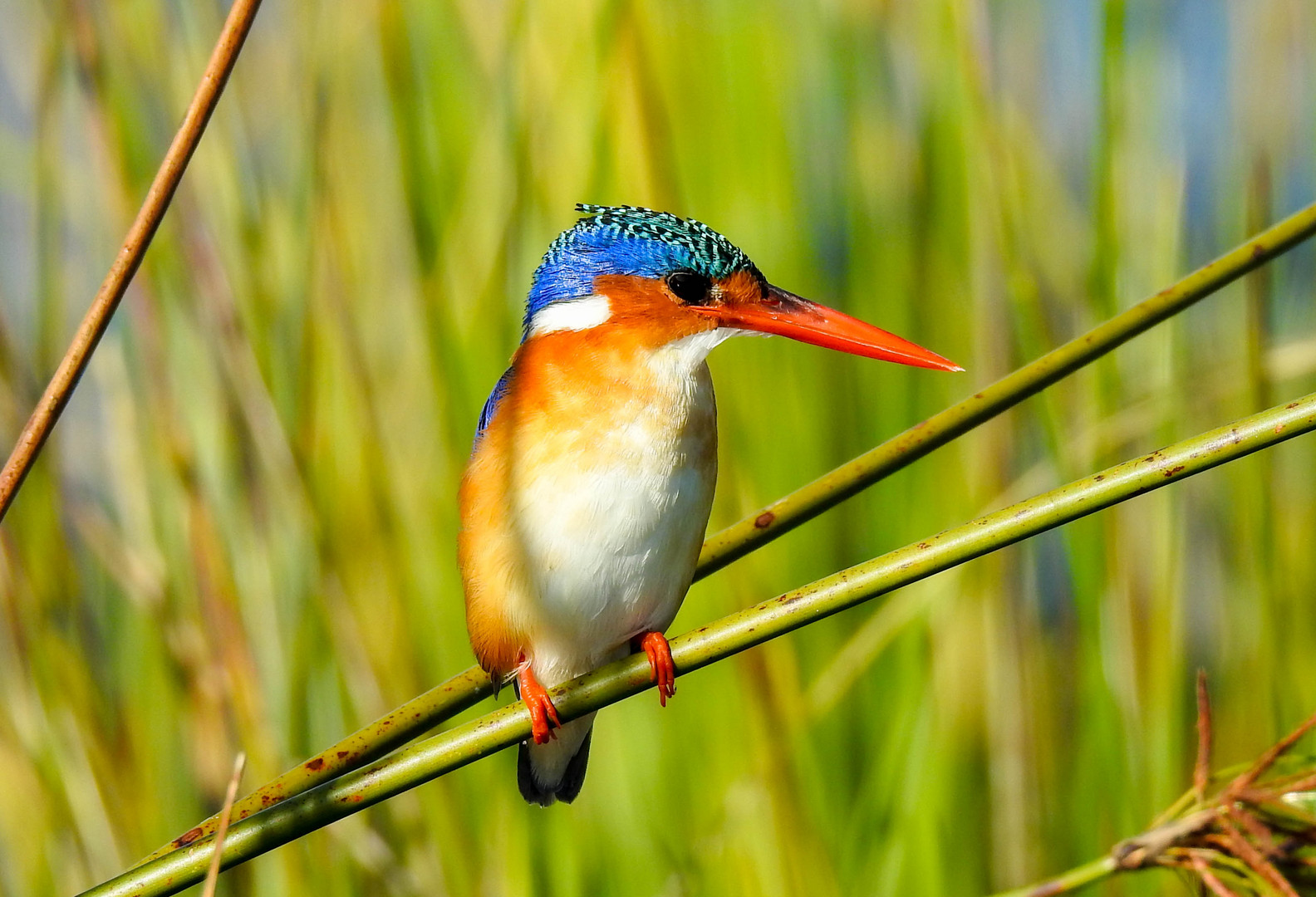 Malachiteisvogel