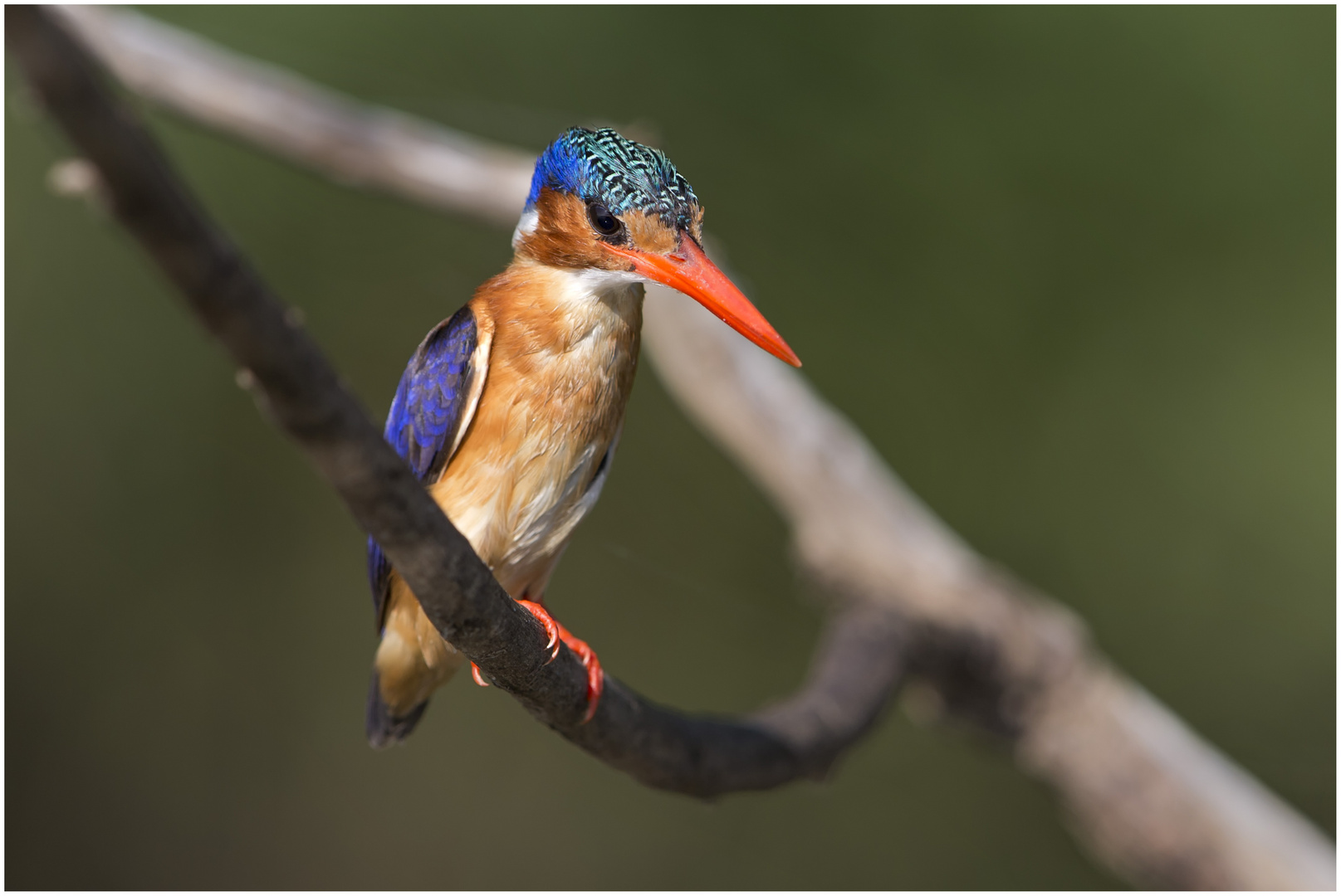 Malachiteisvogel