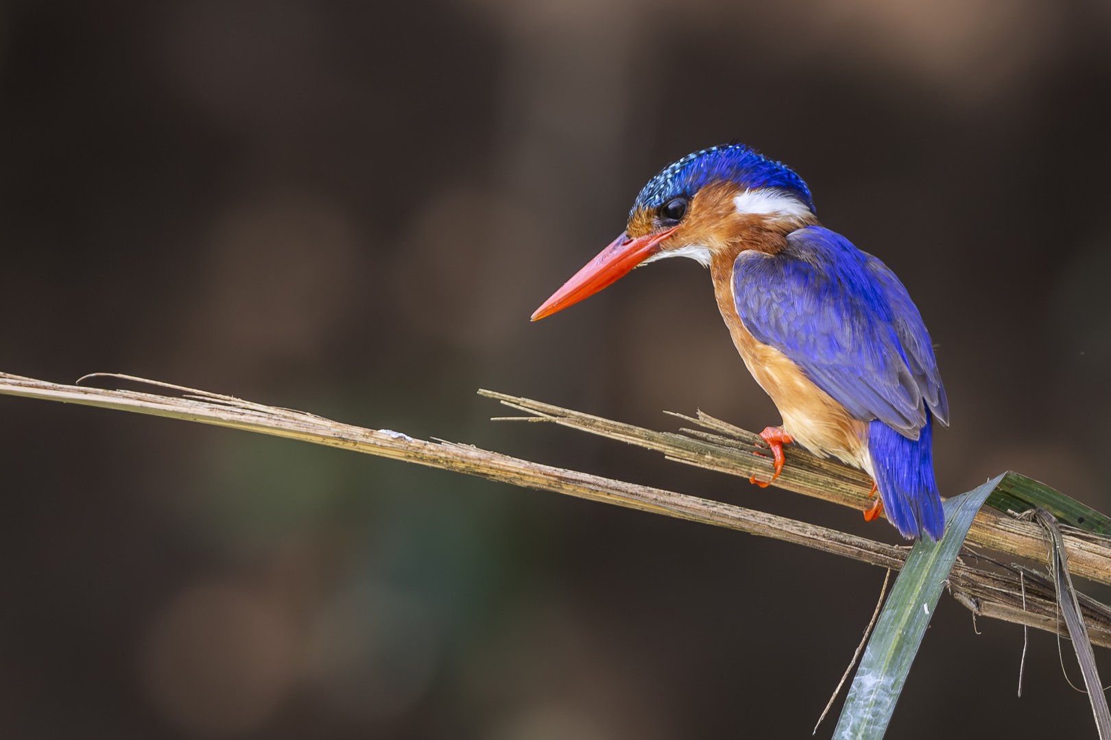 Malachiteisvogel