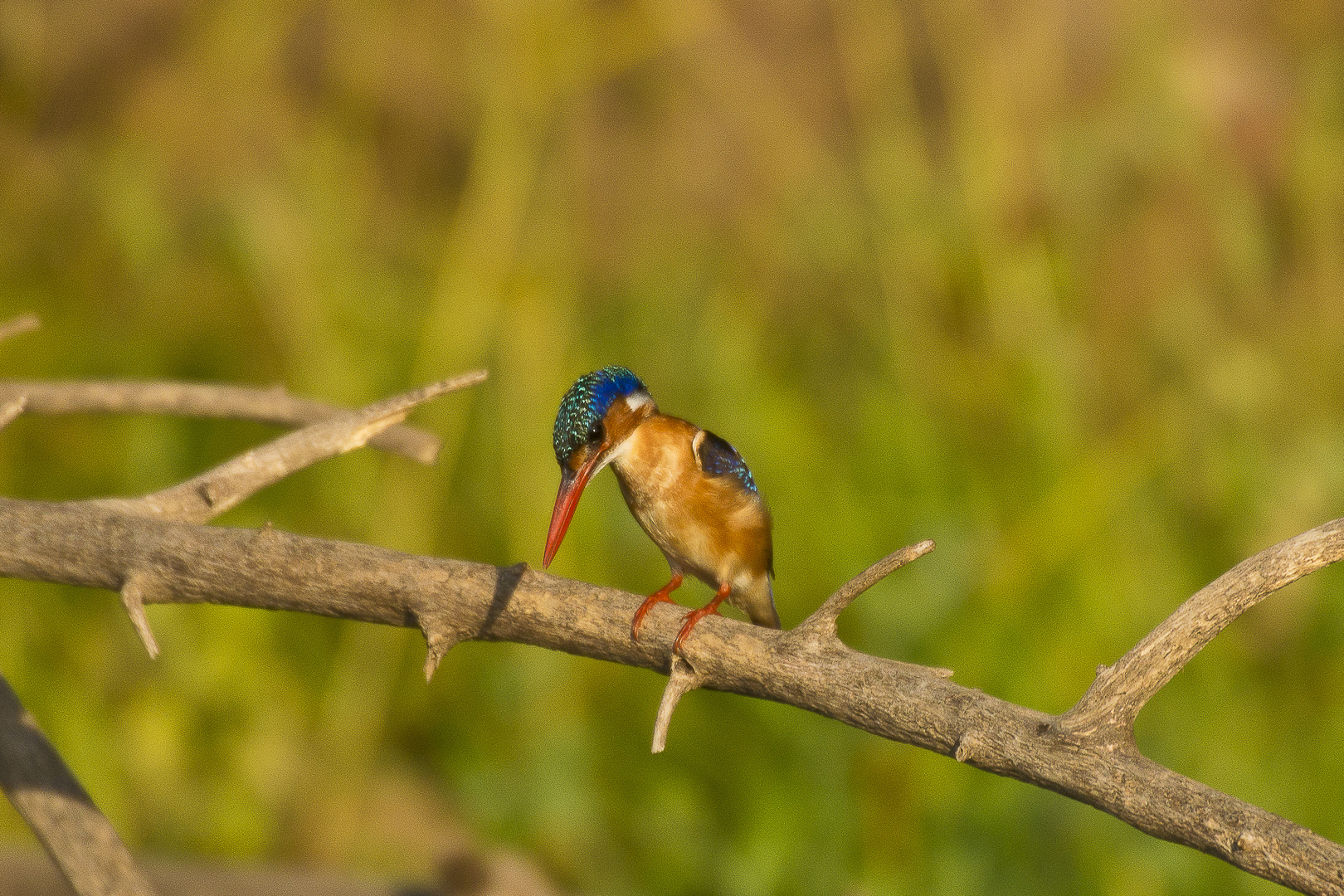 Malachiteisvogel (Alcedo cristata oder Corythornis cristata), Haubenzwergfischer