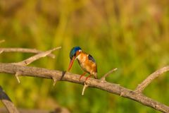 Malachiteisvogel (Alcedo cristata oder Corythornis cristata), Haubenzwergfischer