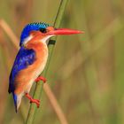 Malachiteisvogel beim Ansitzen