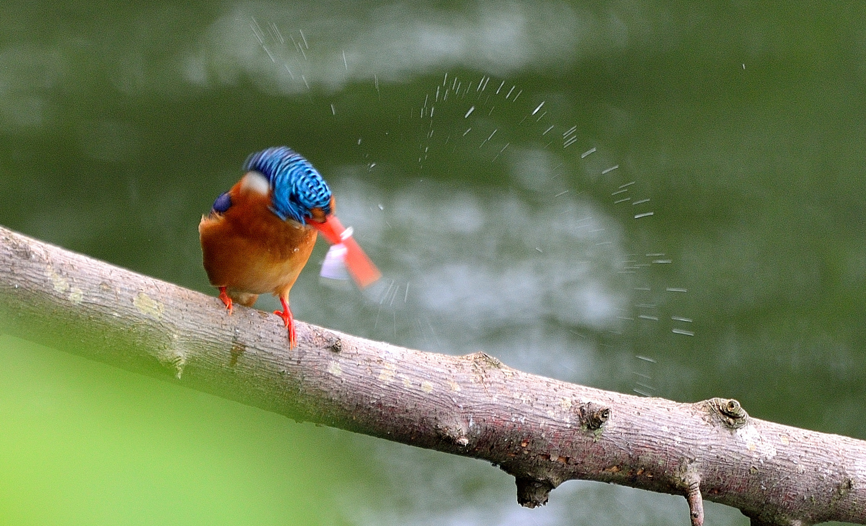 Malachiteisvogel mit frischer Beute