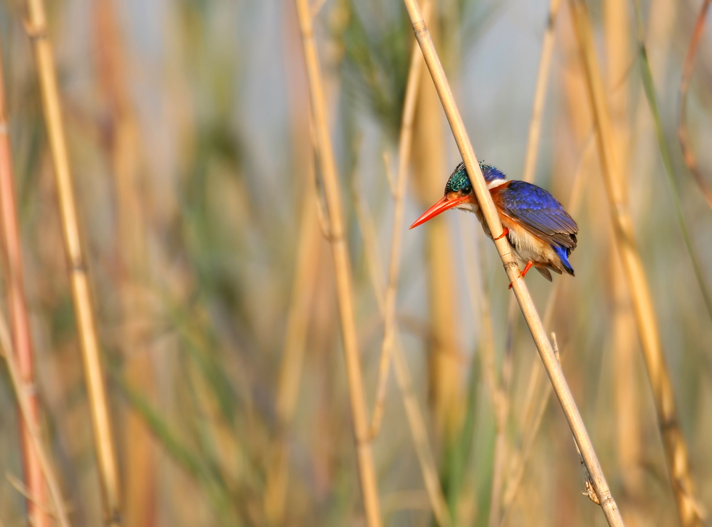 Malachiteisvogel (reload)