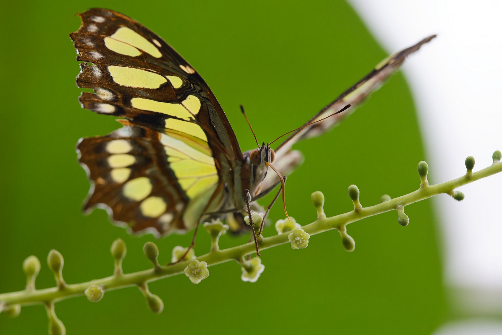 Malachitfalter auf unbekannter Blüte