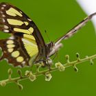 Malachitfalter auf unbekannter Blüte