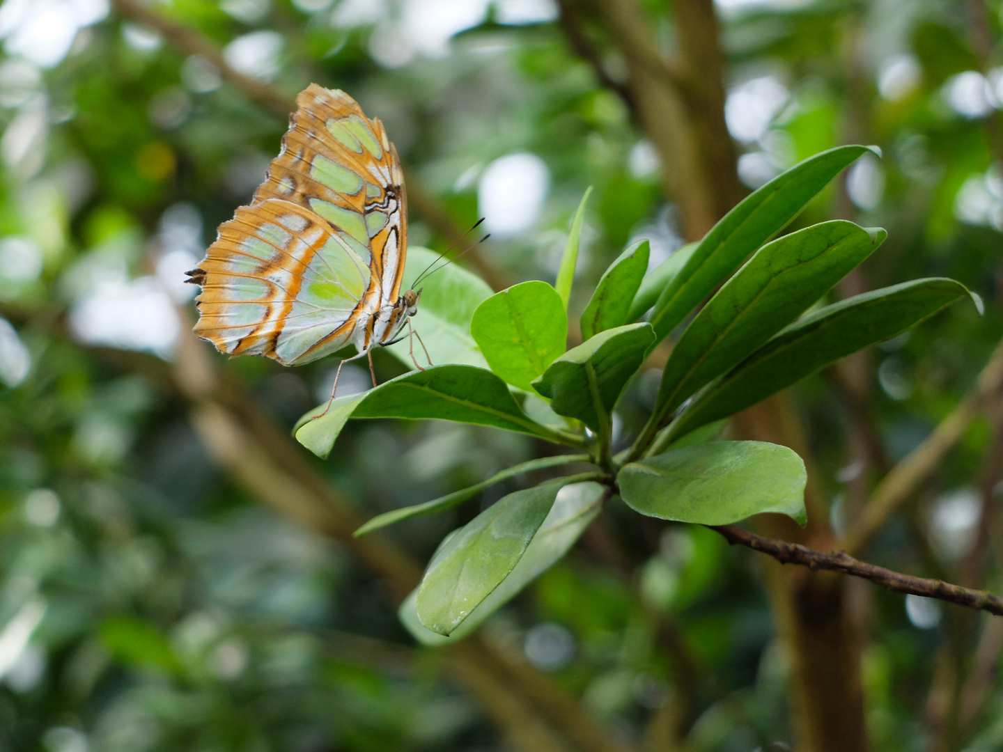 Malachitfalter im Botanischen Garten, München