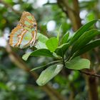 Malachitfalter im Botanischen Garten, München