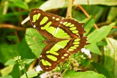 MALACHITFALTER IM GEBÜSCH (Siproeta stelenes)