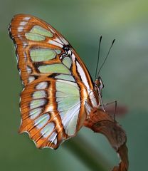 Malachitfalter im Profil