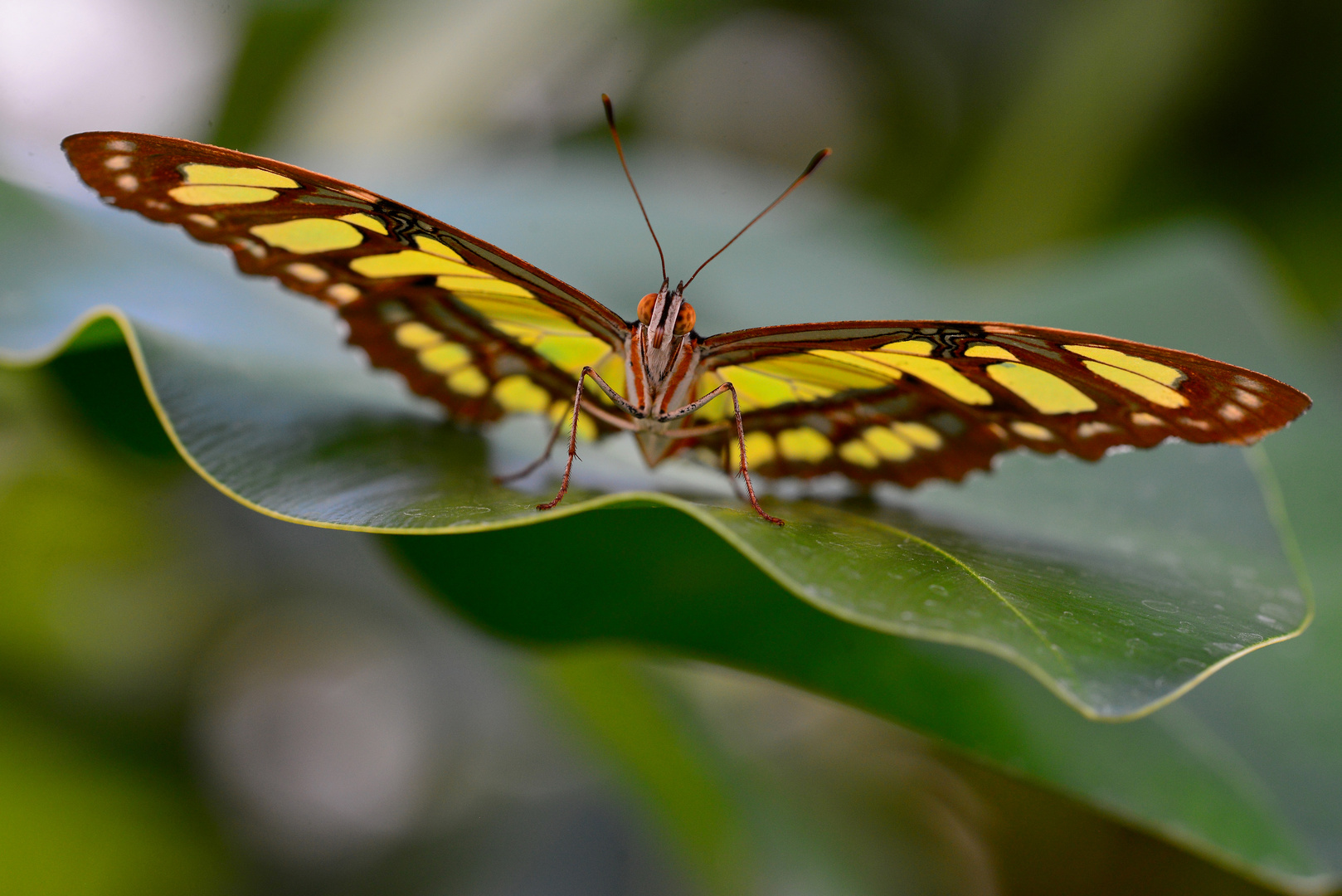 Malachitfalter in Pose