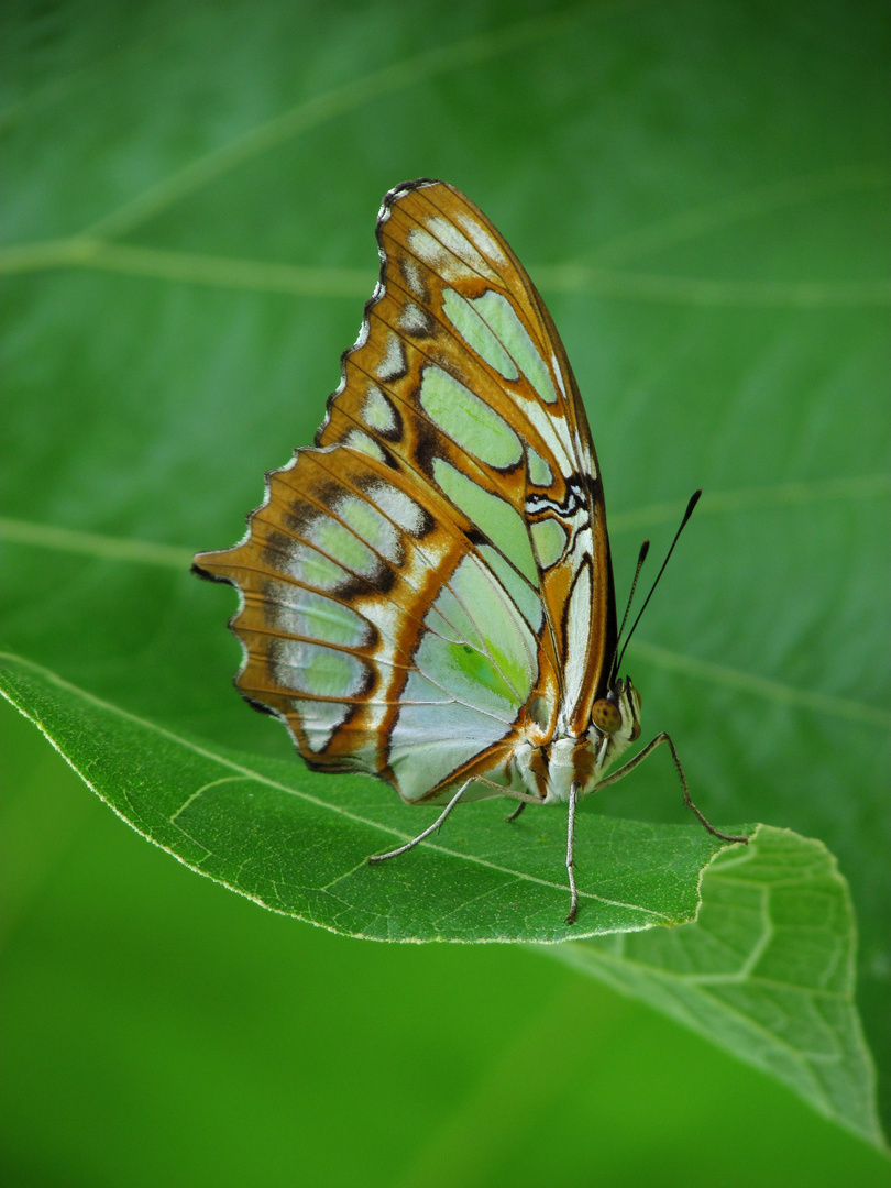 Malachitfalter, malachite,Siproeta stelenes, exotischer Tagfalter