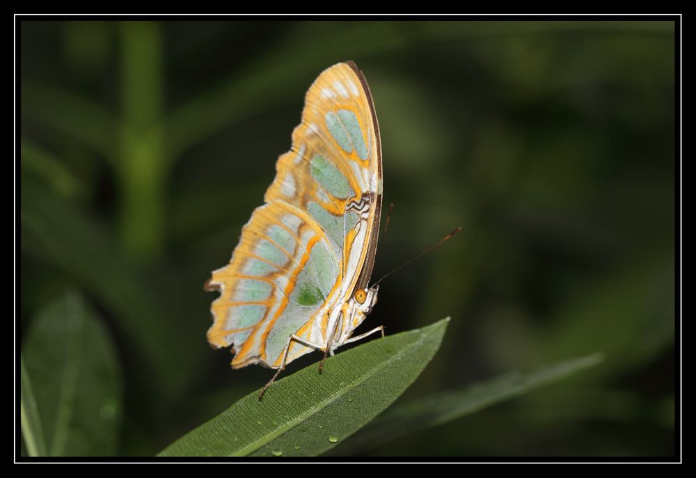 Malachitfalter S. stelenes