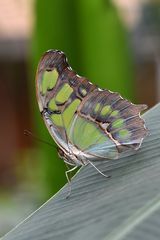 Malachitfalter (Siproeta stelenes)