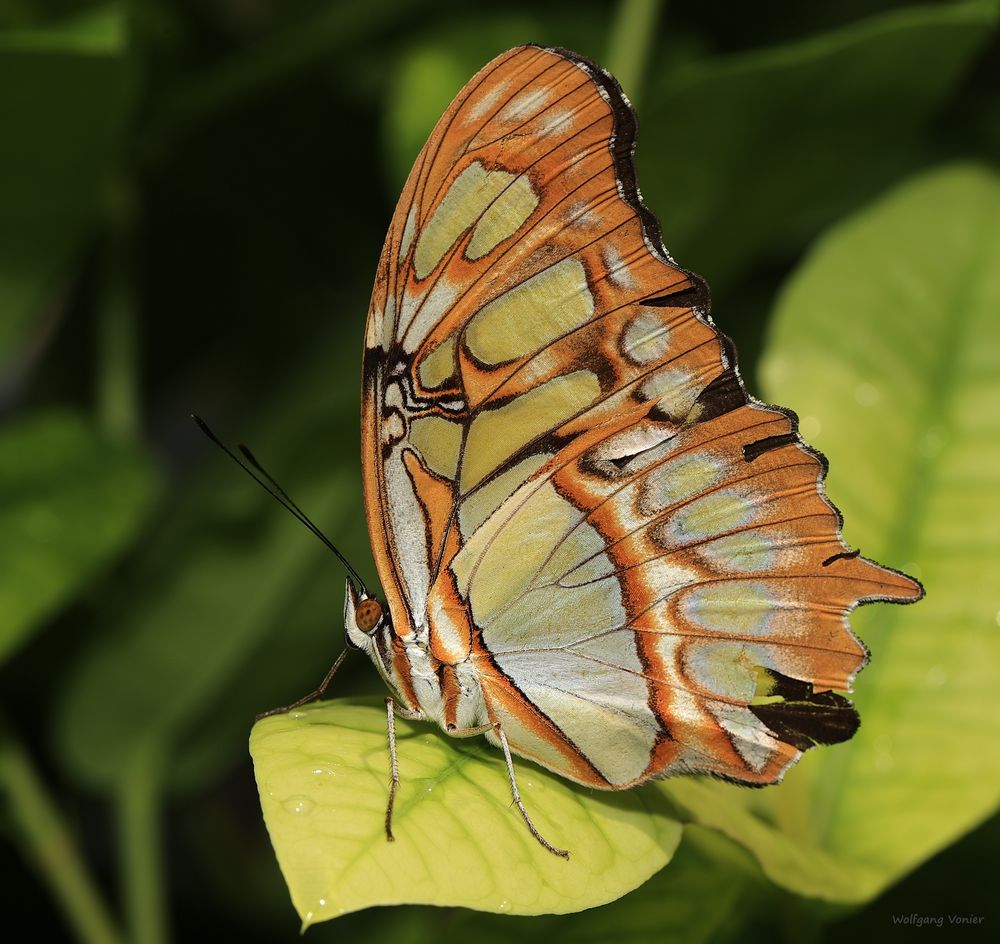 Malachitfalter Siproeta stelenes