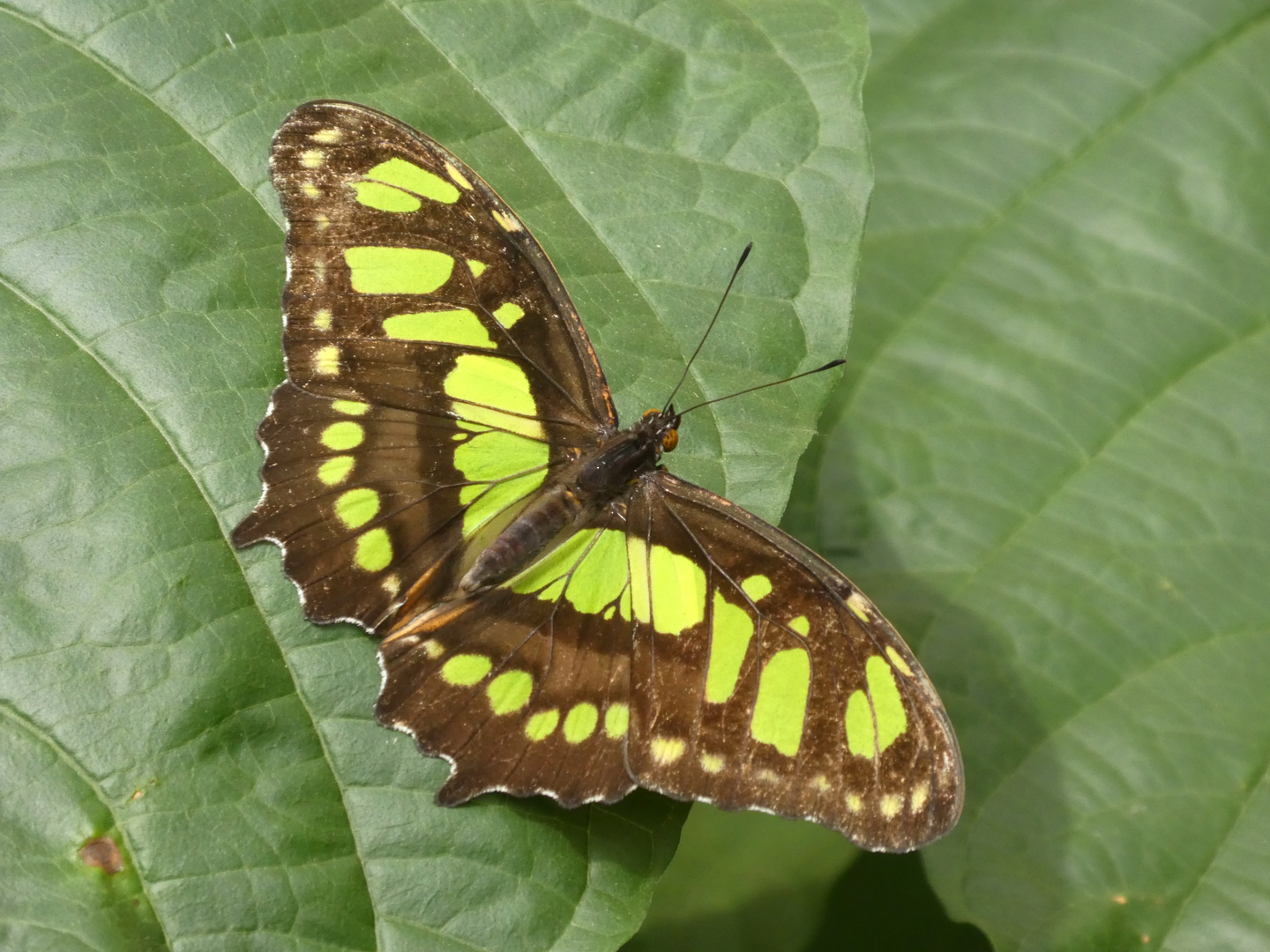 Malachitfalter - Siproeta stelenes