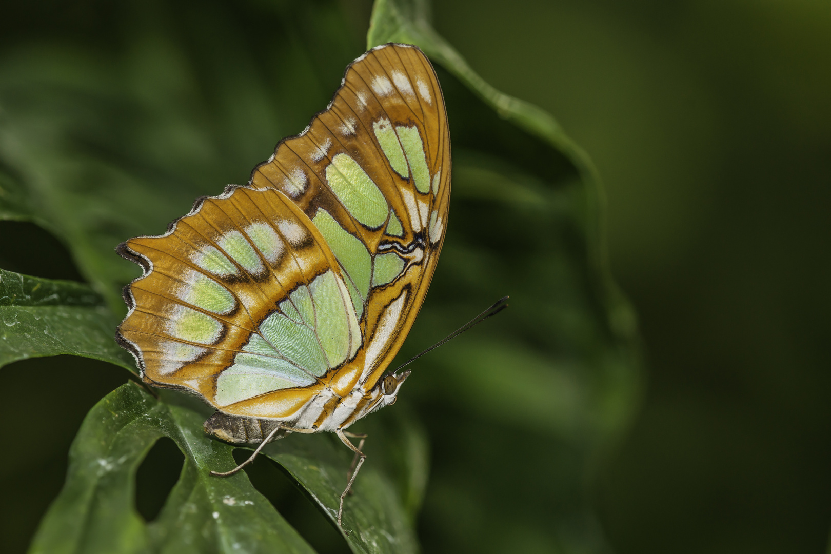 Malachitfalter (Siproeta stelenes)