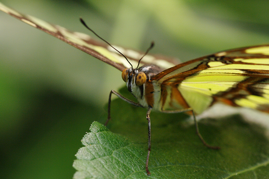 Malachitfalter (Siproeta stelenes)