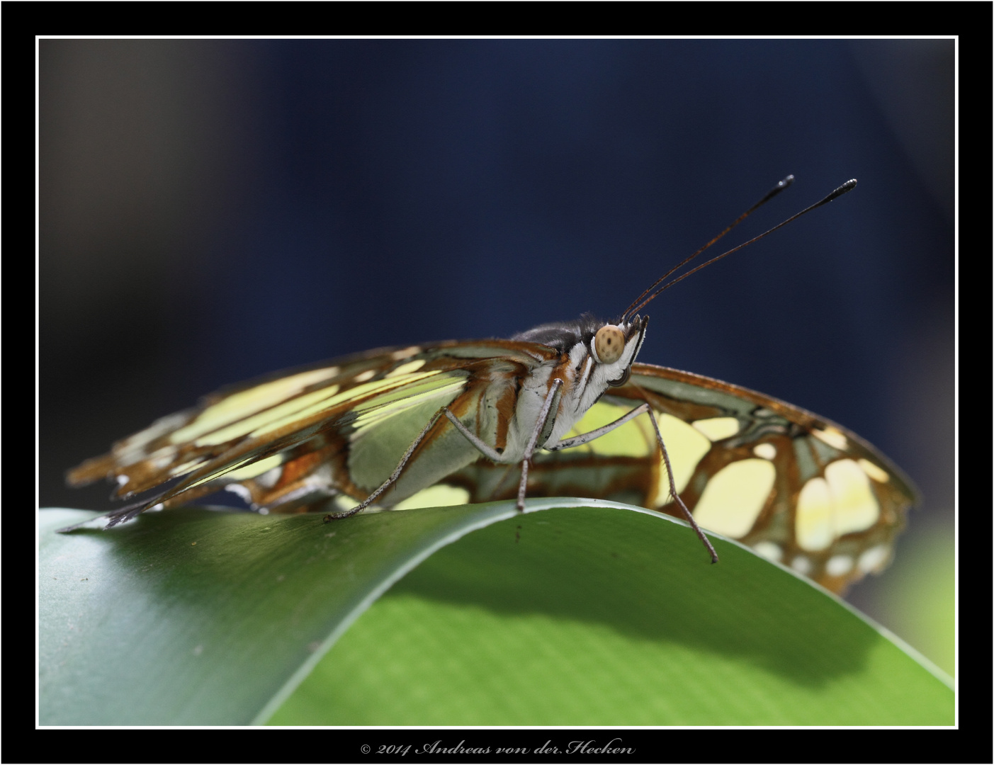 Malachitfalter (Siproeta stelenes)