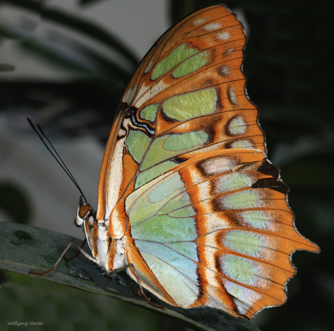 Malachitfalter Siproeta stelenes