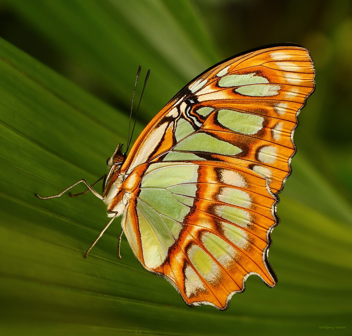 Malachitfalter Siproeta stelenes