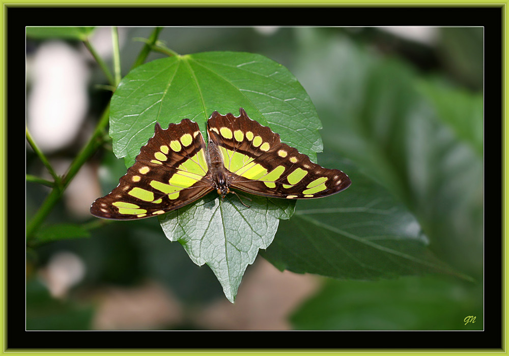 Malachitfalter - Siproeta stelenes -