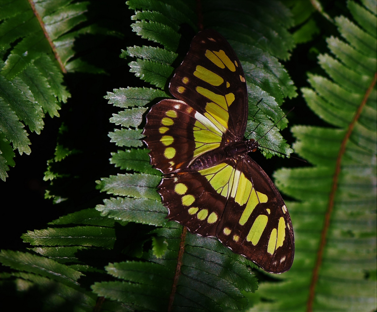 Malachitfalter (Siproeta stelenes )