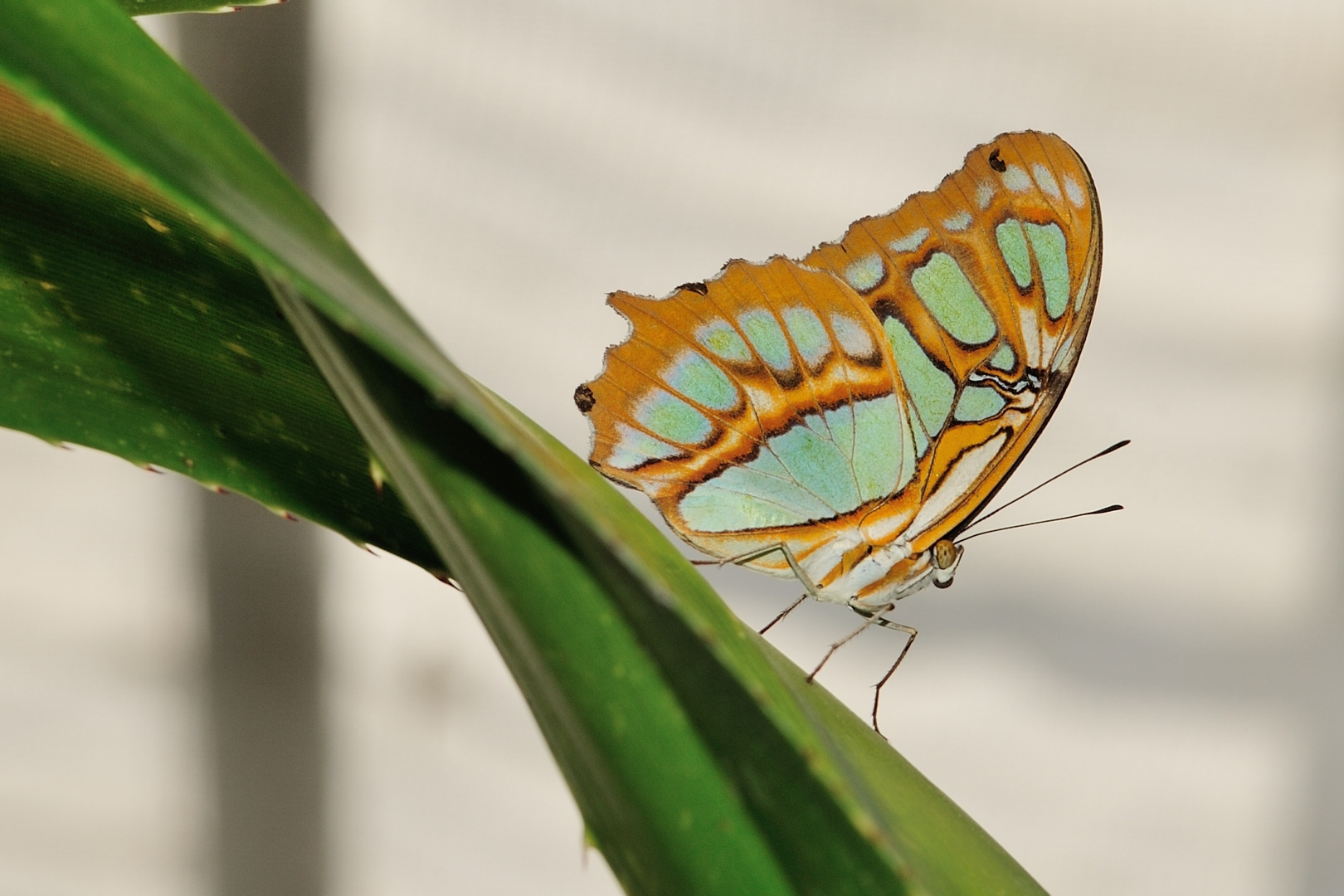 -Malachitfalter, Siproeta stelenes-