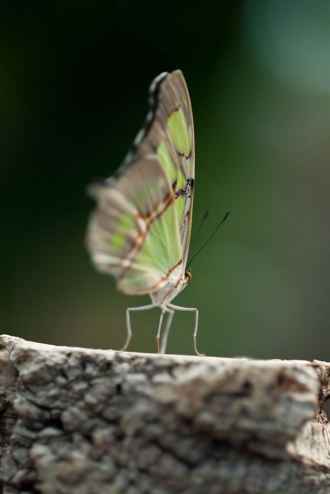 Malachitfalter (Siproeta stelenes)