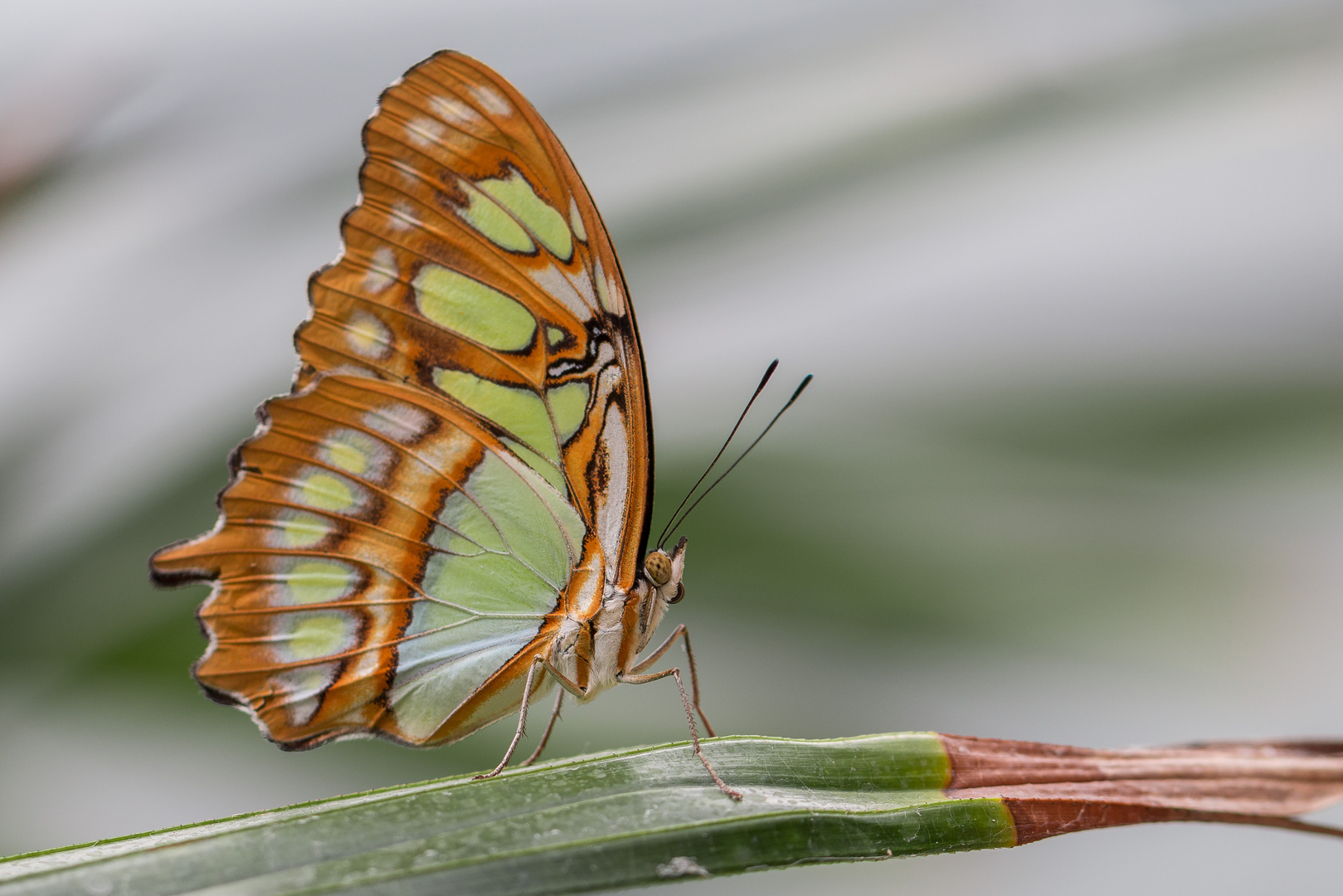 Malachitfalter (Siproeta stelenes)