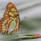 Malachitfalter (Siproeta stelenes)