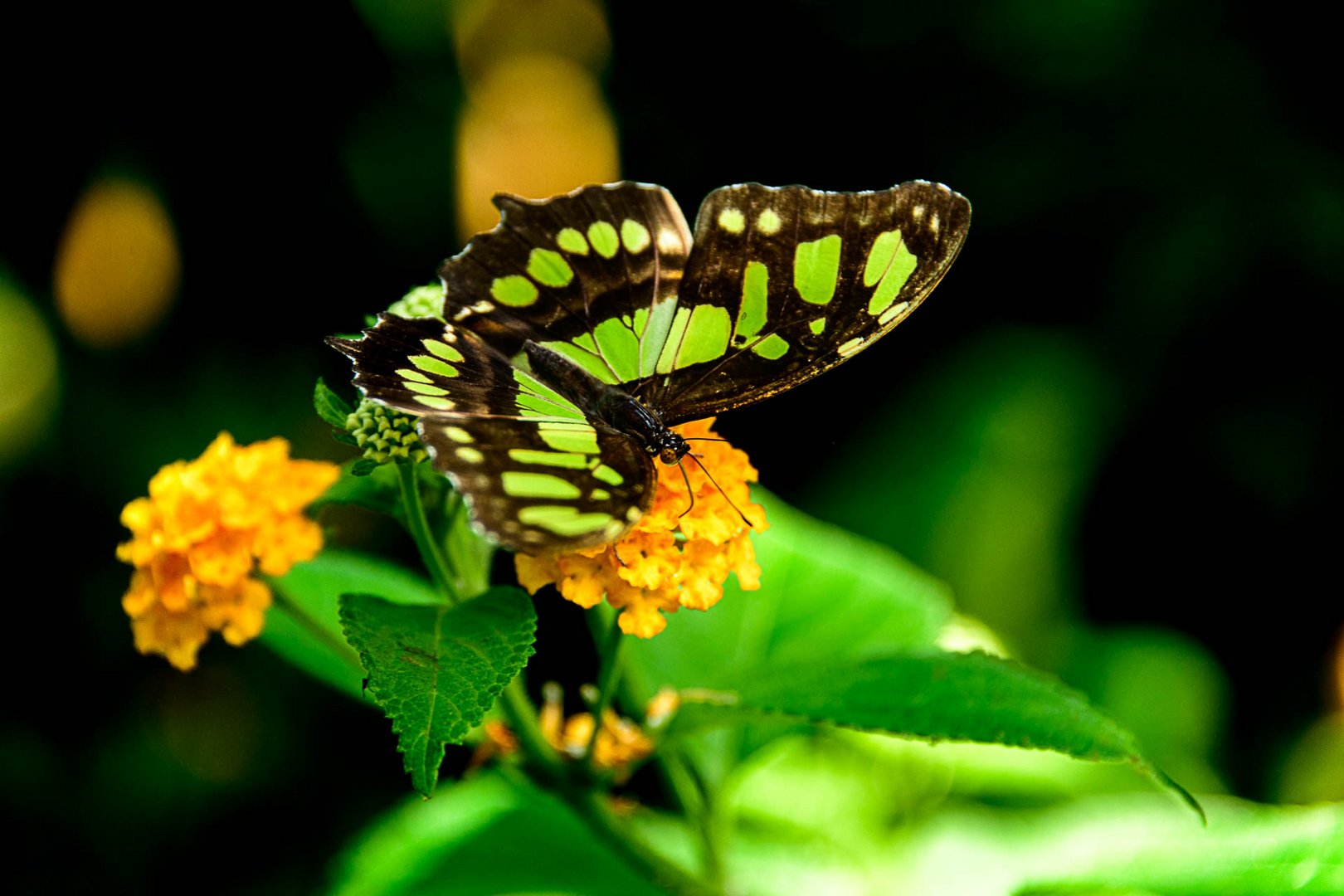 Malachitfalter (Siproeta stelenes)