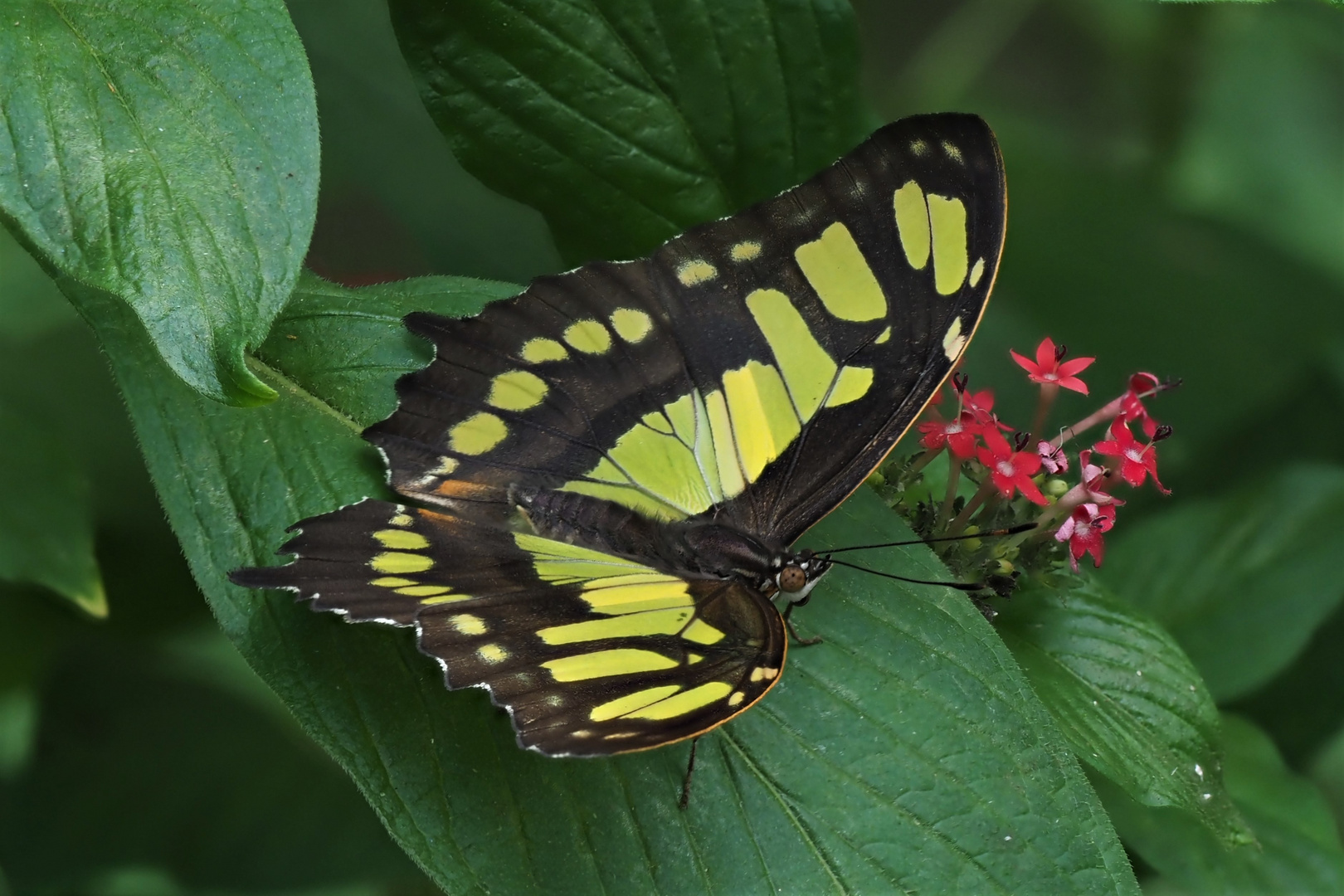 Malachitfalter (Siproeta stelenes)