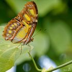 Malachitfalter (Siproeta stelenes)