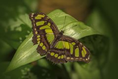 Malachitfalter (siproeta stelenes)