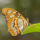 Malachitfalter (Siproeta stelenes) im BotMuc 2013