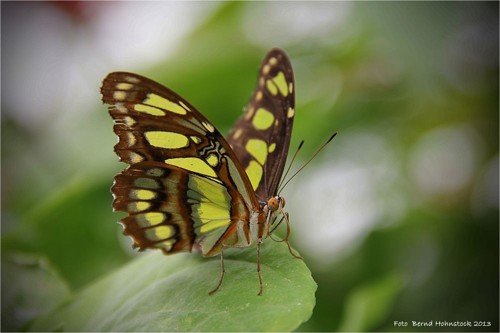 Malachitfalter-Siproeta-stelenes   ... Zoo Krefeld