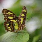 Malachitfalter-Siproeta-stelenes   ... Zoo Krefeld