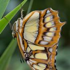 Malachitfalter von der Seite