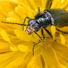 Malachitkäfer auf Hahnenfußblüte