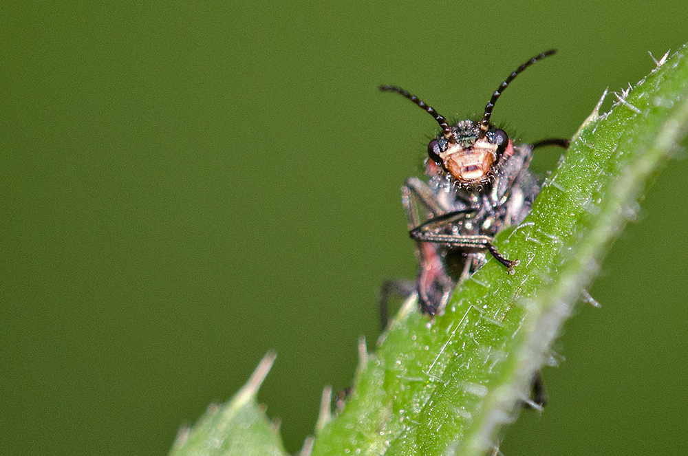 Malachitkäfer