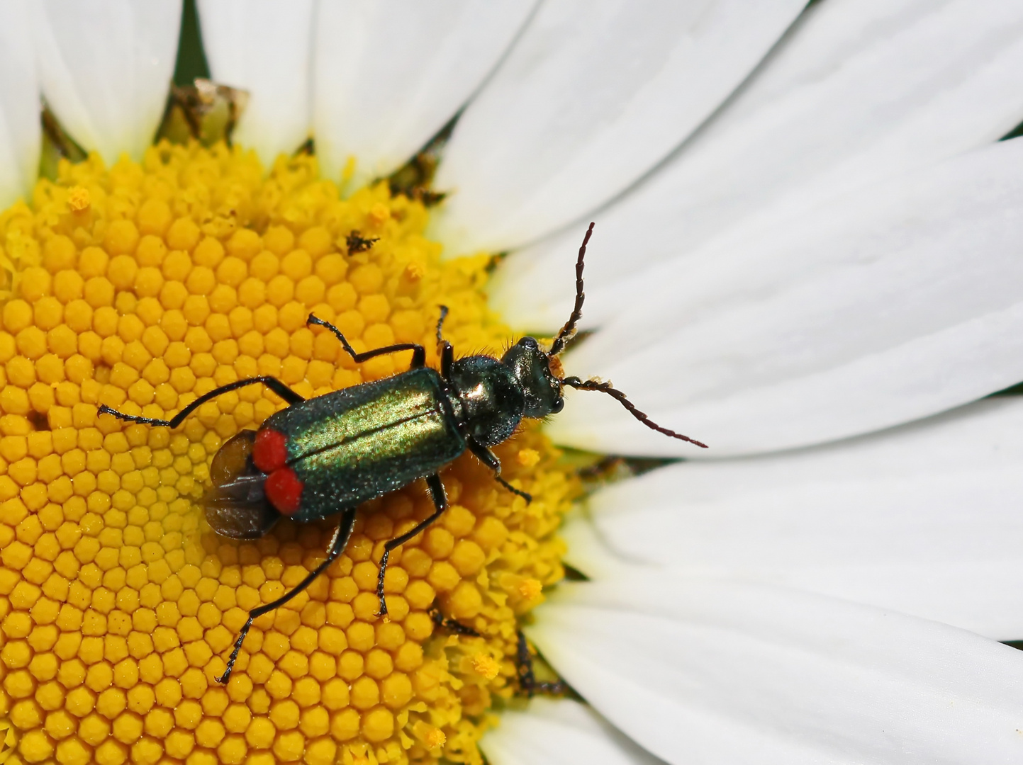 Malachius bipustulatus