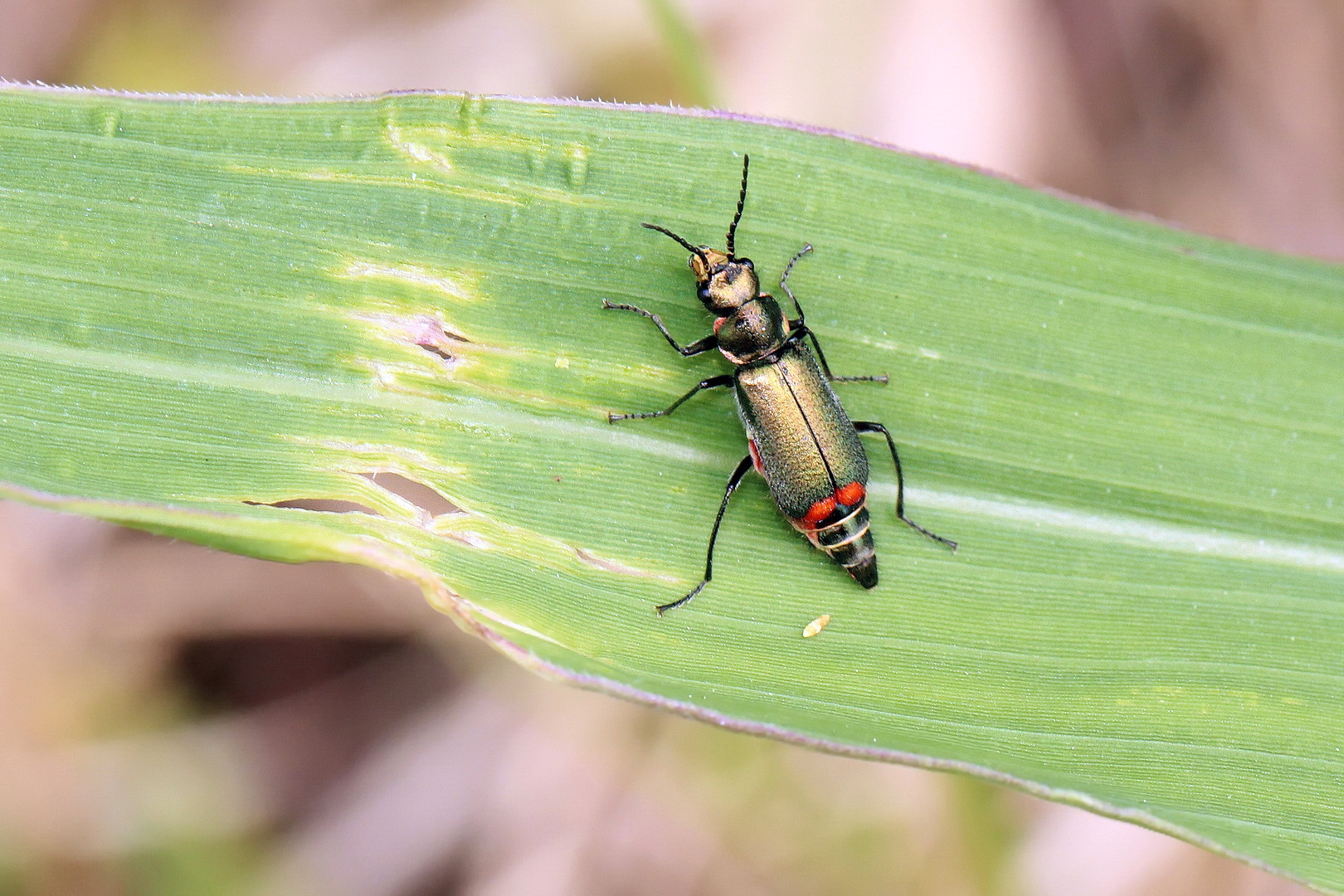 Malachius bipustulatus