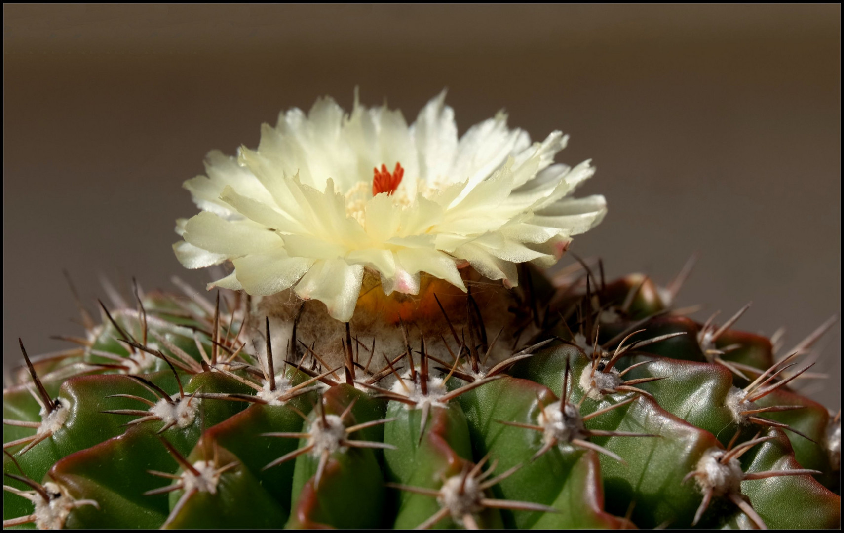 Malacocarpus 